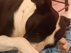 Cachorro usado em brigas se emociona ao ser adotado