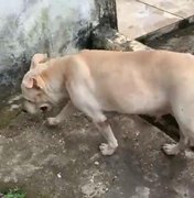 Após denúncias de abandono, pitbull ferida é resgatada em Maceió