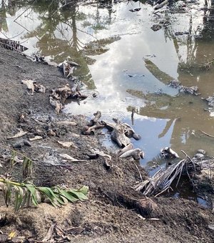 IMA e Batalhão Ambiental flagram abate clandestino de carne em São Luís do Quitunde