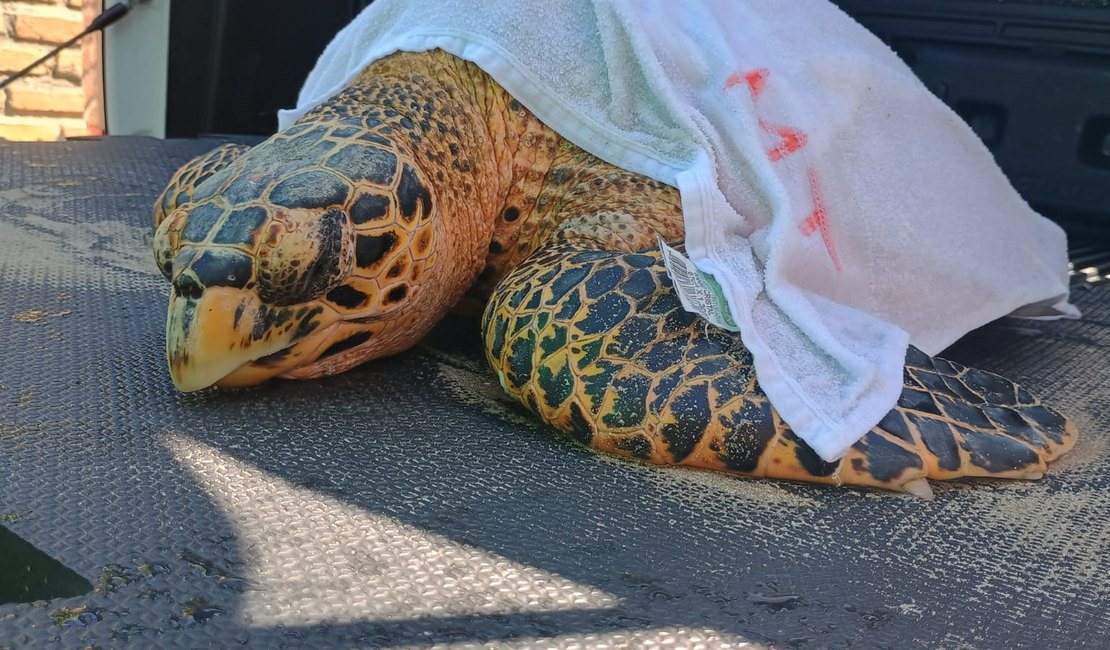 Tartaruga é resgatada com traumatismo na mandíbula na Praia de Ipioca