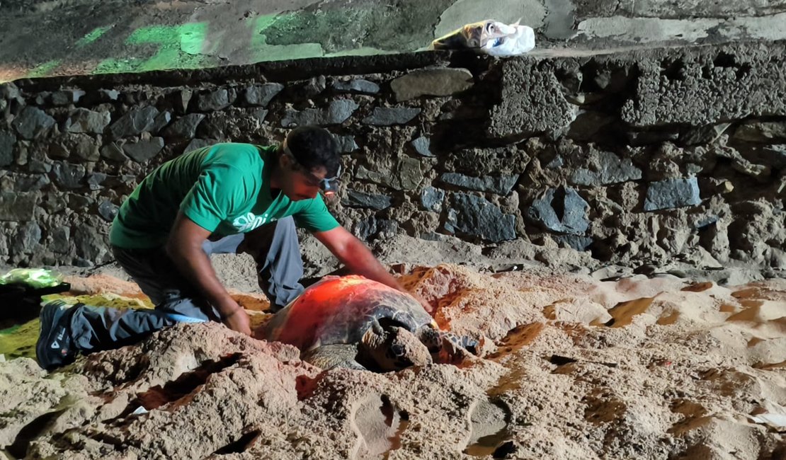[Vídeo] Tartaruga desova na praia de Jatiúca e se assusta com aproximação de banhistas