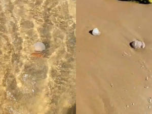 [Vídeo] Infestação de caravelas impressiona banhistas na Praia do Francês, em Marechal Deodoro