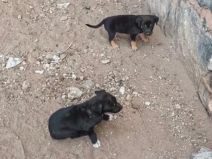 Filhotes de cães são resgatados de buraco no sertão de Alagoas