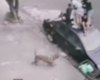 Crianças sobem em teto de carro para fugir de ataque de pitbull; Uma delas foi mordida
