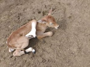 Bezerro nasce com cinco patas em fazenda no interior de Alagoas