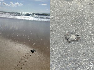 Tartaruga desova na praia de Jacarecica; Biota flagra filhotes atropelados