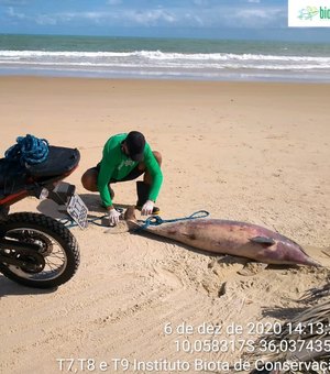 Golfinho é encontrado morto em Jequiá da Praia, interior de Alagoas