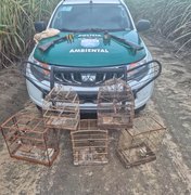 PM apreende armas e resgata mais de 250 animais silvestres durante operações em Alagoas