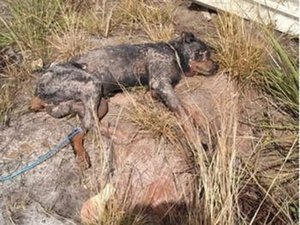 [Vídeo] Populares resgatam cachorro que foi enterrado vivo 