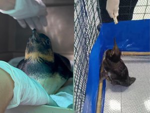 [Vídeo] Pinguim que 'se perdeu' na Praia do Gunga é transferido para aquário em João Pessoa