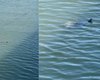 Animal aquático é visto nadando nas águas do Riacho Salgadinho