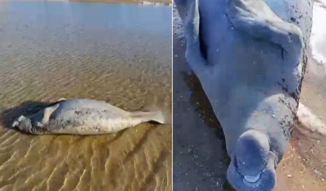 Peixe-boi é achado morto na Praia de São Bento no município de Maragogi