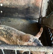 Ação integrada remove pocilgas do entorno do Mercado da Produção