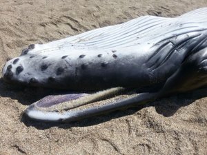 Filhote de Baleia é encontrado morto na praia de São Miguel dos Milagres