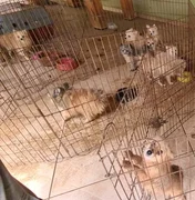 Cães Lulu da Pomerânia são resgatados por maus-tratos em Limeira