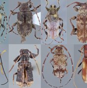 Oito novas espécies de besouros são descobertas no ES