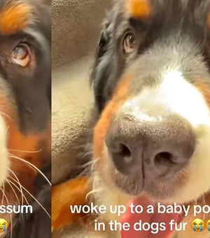 Mulher encontra bicho misterioso nos pelos de seu cachorro