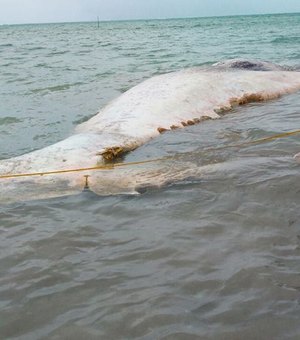 Biota identifica espécie de baleia encontrada morta na Praia do Patacho, em Porto de Pedras