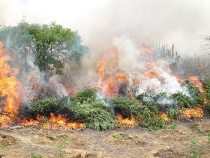 PF deflagra operação de combate a plantações de maconha