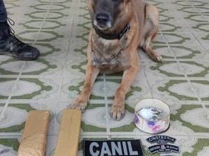 [Vídeo] Com auxílio de cão, polícia apreende drogas durante Operação Integrada em Arapiraca