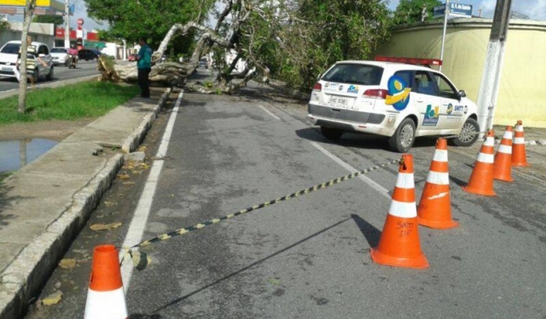Árvore cai e interdita trânsito na Avenida Ceci Cunha