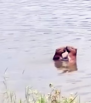 Capivaras ‘namoram’ em lago da Rural, em Seropédica