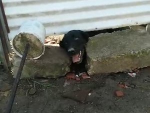 Cadela é encontrada em terreno na Santa Lúcia