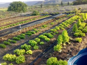 Quase 100 agricultores são atendidos pela Emater às margens do Canal do Sertão