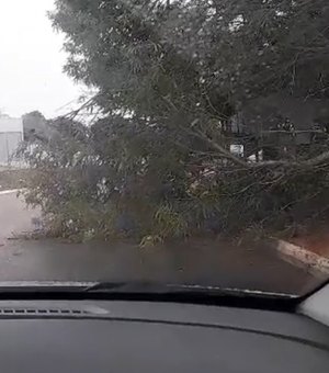 Árvore cai após chuvas e ventania e exige atenção de motoristas em Craíbas