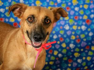 CCZ disponibiliza novos animais para adoção