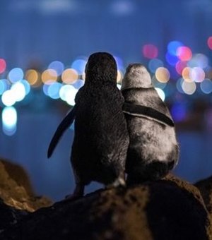 A premiada foto de pinguins viúvos que parecem se confortar sob as luzes da cidade
