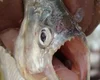 Duas pessoas sofrem ataque peixe carnívoro nas águas do São Francisco em Pão de Açúcar