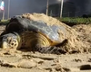 Tartaruga-de-pente é flagrada em desova na praia de Jacarecica, em Maceió