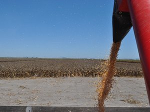 Seagri inicia, nesta sexta-feira (11), Caravana de Grãos em Alagoas