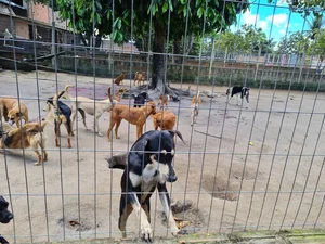 Instituto Animal Esperança é despejado e lamenta falta de ações do Poder Público: 'um descaso'