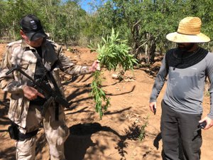 Polícia Federal destrói mais de 700 pés de maconha em Canapi