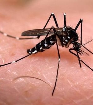 Aedes aegypti transmite doença que pode causar morte em cães