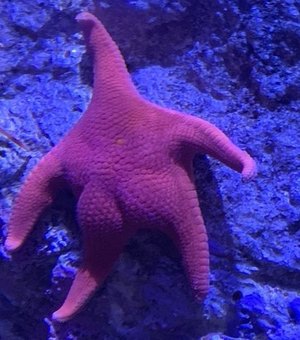 É você, Patrick? 'Forma incomum' de estrela-do-mar viraliza na web e gera memes