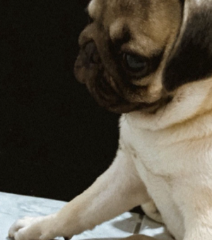 Cachorro desaparece em Arapiraca e tutores pedem ajuda para encontrá-lo