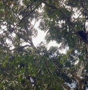 [Vídeo] Macaco bugio é capturado por órgãos ambientais na zona rural de Satuba