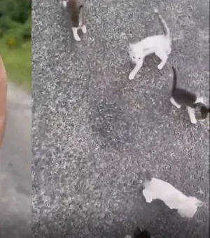 Vídeo: gato “engana” motorista e faz ele resgatar vários gatinhos