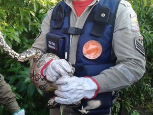 Jibóia é encontrada em árvore no Riacho Piauí, em Arapiraca