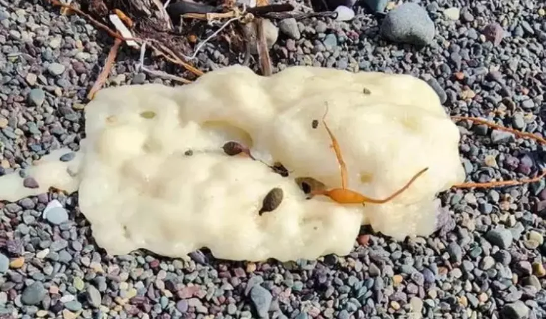 Surgimento de 'gosmas' brancas em praias do Canadá intriga moradores e cientistas