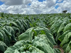 Defesa Agropecuária inicia trabalho de campo para manutenção de área livre do mofo azul do tabaco