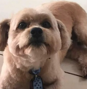 Cachorro morre após ser esquecido em carro de pet shop, diz dona