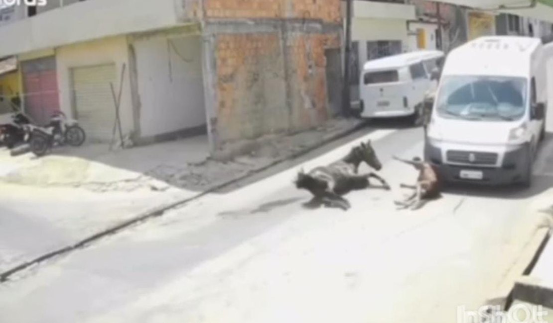 Jovem cai de cavalo e bate em veículo no município de Porto Calvo