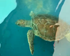 Tartaruga-verde reabilitada após amputação será devolvida ao mar, em Riacho Doce