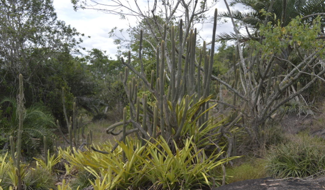 No dia da Caatinga, IMA alerta para a importância da preservação do bioma