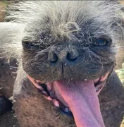 Mr. Happy Face é eleito o cão mais feio do mundo na Califórnia (EUA)