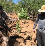Polícia Federal destrói mais de 700 pés de maconha em Canapi